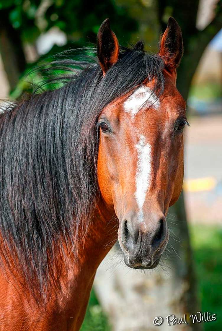 Quarter Horse - Chevaux -Sortie Nature