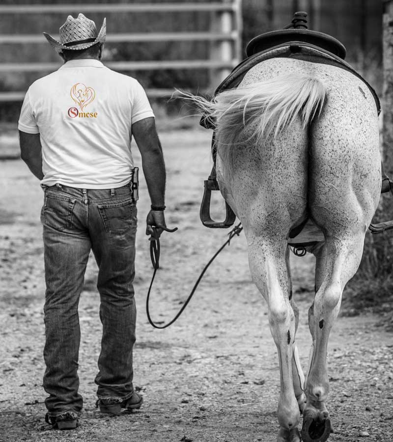 Chevaux-Quarter Horse-Equitation Western-Val-d'Oise