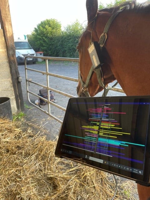 Cheval en séance de neurofeedback avec Neuromirror